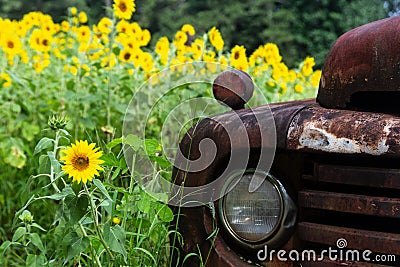 Bright yellow sunflowers surrounding a rusty antique truck. Stock Photo