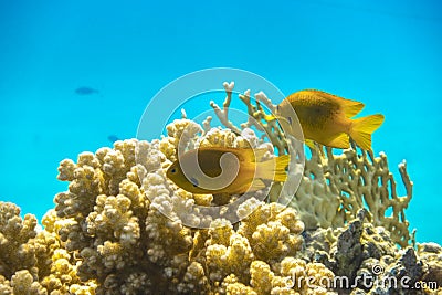 Bright Yellow Tropical Fish in the Ocean over Coral Reef. Close Up of Two Small Saltwater Gold Fish in Clear Blue Water. Stock Photo
