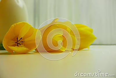 Bright yellow tulips laying on a tabletop Stock Photo