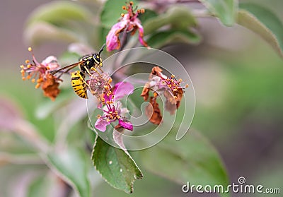 Wasp on a decaying pink flower of an apple tree Stock Photo