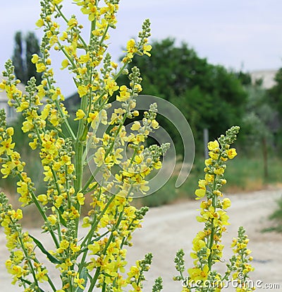 Bright yellow wild field flower blurred background countryside in summer sunny day countryroad and trees macro square Stock Photo