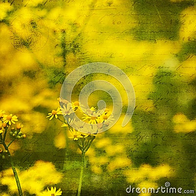 Yellow Butterweed Wildflower Background with Script Stock Photo