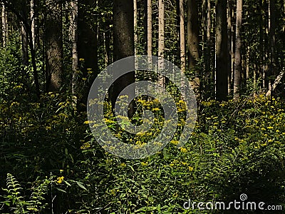 Bright yellow wood ragwort flowers in the forest Stock Photo