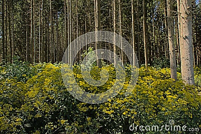 Bright yellow wood ragwort flowers in the forest Stock Photo