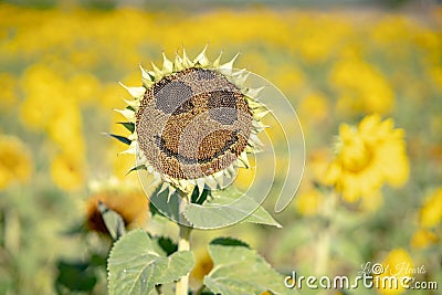 Brighten Your Day Stock Photo