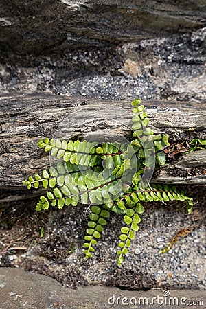 Brightgreen Spleenwort Asplenium trichomanes growing on the old stone bridge at Simonsbath Stock Photo