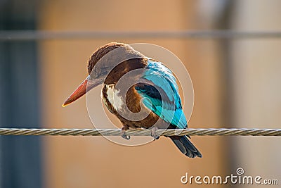 Brightly colored Kingfishersor Alcedinidae , sitting on an electric wire. Stock Photo