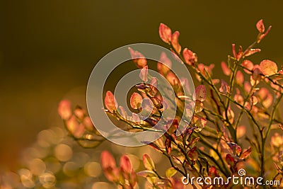 Brightly colored leaves of European blueberry Vaccinium myrtillus Stock Photo