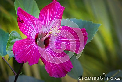 A brightly colored magenta hibiscus flower with greenery in Englewood, Florida. Stock Photo