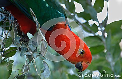 Brightly colored male Australian king-parrot Stock Photo