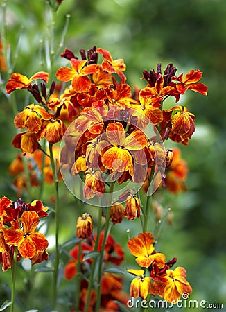 The brightly colored spring flowers of Erysimum cheiri Cheiranthus also known as the Wallflower. Stock Photo