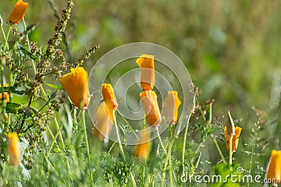 Brightly colored sunlit orange poppies against a natural green b Stock Photo