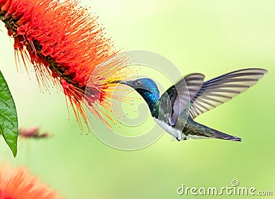 A Tropical photo of a White-necked Jacobin hummingbird, Florisuga mellivora Stock Photo