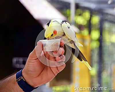 Brightly colored yellow cockatiel snacking bird seed out of a tiny hand held plastic cup. Stock Photo