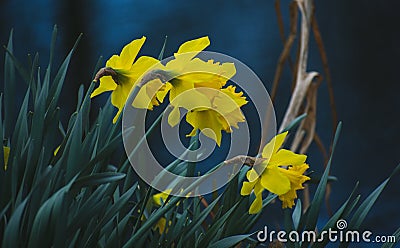 Daffodils next to the water`s edge Stock Photo