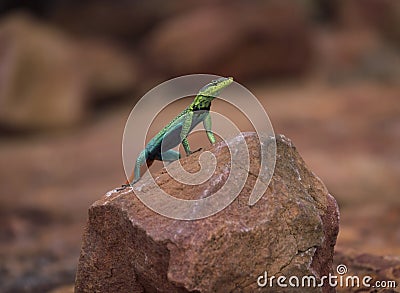 Brightly coloured male flatlizard viewing its environment from a rock Stock Photo