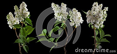 Brightly glowing white lilac blossom flowers isolated on black Stock Photo