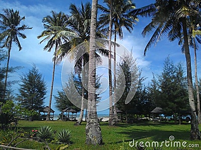 Coconut Trees in the garden near the beach Stock Photo