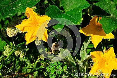 Brigth yellow flowers of the pumpkin Cucurbita maxima Stock Photo