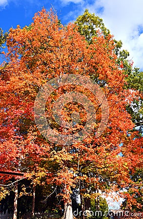 Brillant Orange Autumn Tree in Rogersville Stock Photo