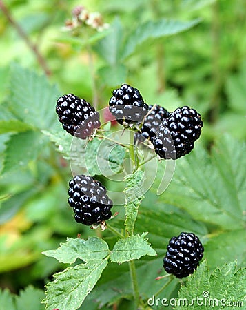 Brilliant black berries of the thorn free blackberry Stock Photo