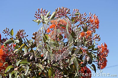 Brilliant Blossoms of Eucalyptus ficifolia West Australian scarlet flowering gum tree in early summer. Stock Photo