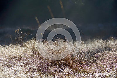 Brilliant drops of dew are lit by morning light. Stock Photo