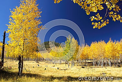 Brilliant fall colors in the quaking aspens, Hochderffer Hills, Arizona Stock Photo