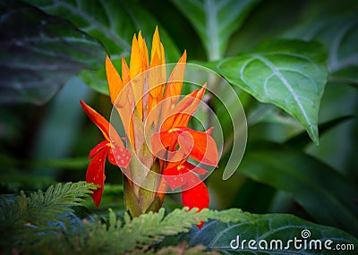 Brilliant fiery spike flower of Hawaii Stock Photo