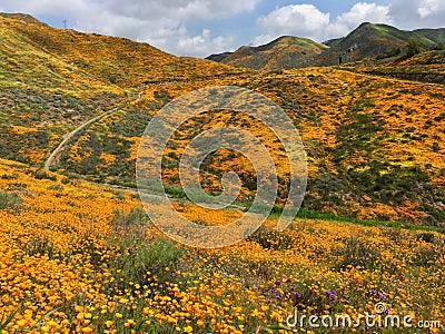 Brilliant Mountainsides Adorned with California Poppies Stock Photo