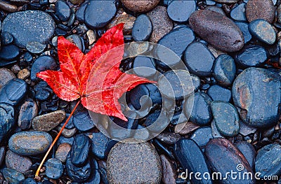 Brilliant red fall leaf on river rocks Stock Photo