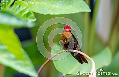 Beautiful and glittering gold Ruby Topaz hummingbird perched in a plant in a garden. Stock Photo