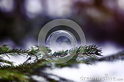 soap bubble shimmers and lies on the green needles of Stock Photo