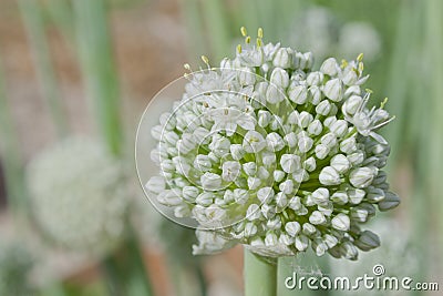 Brilliant White Leek Flower Stock Photo