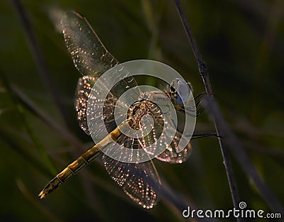 Magic dragon-fly on a branch. Stock Photo