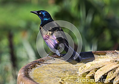 Brilliantly-colored Common Grackle - Quiscalus quiscula Stock Photo