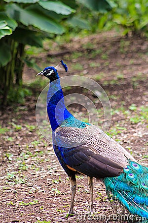 Male Peacock Stock Photo