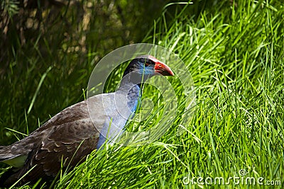 A brilliantly feathered red beaked Purple swamp hen porphyria porphyria standing in the green grass by water Stock Photo