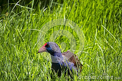 A brilliantly feathered Purple swamp hen porphyria porphyria standing in the green grass by water Stock Photo