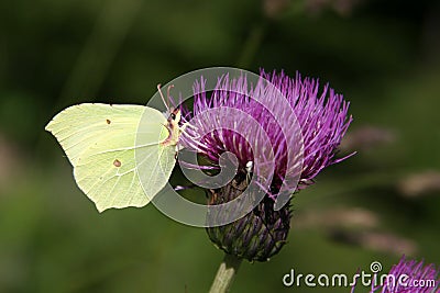 Brimestone Butterfly - Gonepteryx Rhamni Stock Photo