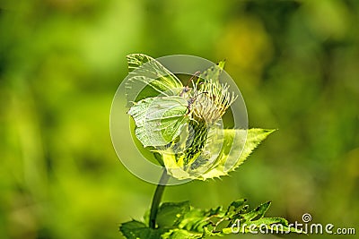 Brimstone butterflies on a flower Stock Photo