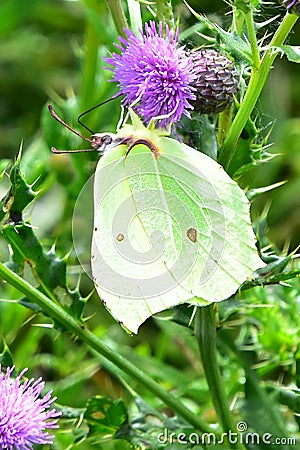 Brimstone Butterfly - Gonepterix rhamni Stock Photo