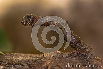 Brimstone moth (Opisthograptis luteolata) caterpillar Stock Photo