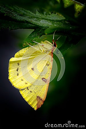 Brimstone Moth, Opisthograptis luteolata, Hiding_2 Stock Photo