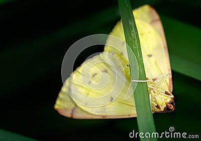 Brimstone Moth, Opisthograptis luteolata, Hiding Stock Photo