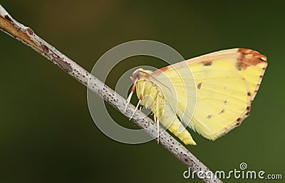 A Brimstone Moth, Opisthograptis luteolata, perching on a twig in spring. Stock Photo