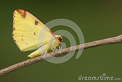 A Brimstone Moth, Opisthograptis luteolata, perching on a twig in springtime. Stock Photo