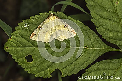 Brimstone moth Opisthograptis luteolata Stock Photo