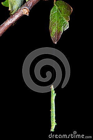 Brimstone (Opisthograptis luteolata) caterpillar suspended on si Stock Photo