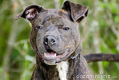 Brindle American Pitbull Terrier Bulldog Stock Photo
